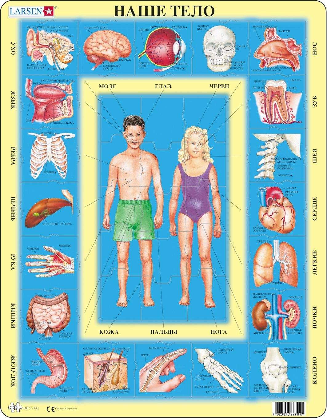 Русский организм. Пазл Larsen «наше тело», 35 Эл. Пазл Larsen ob1 наше тело. Larsen ob1 наше тело 78531. Larsen ob1 - наше тело (русский) ob1.