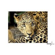  Рисование по номерам Леопард 40*50 см (холст),  Q816, фото 1 