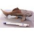  Дунклеостеус, Schleich 14575, фото 2 