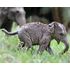  Азиатский слон, детеныш, Schleich 14755, фото 2 