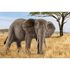  Африканский слон, самка, Schleich 14761, фото 4 